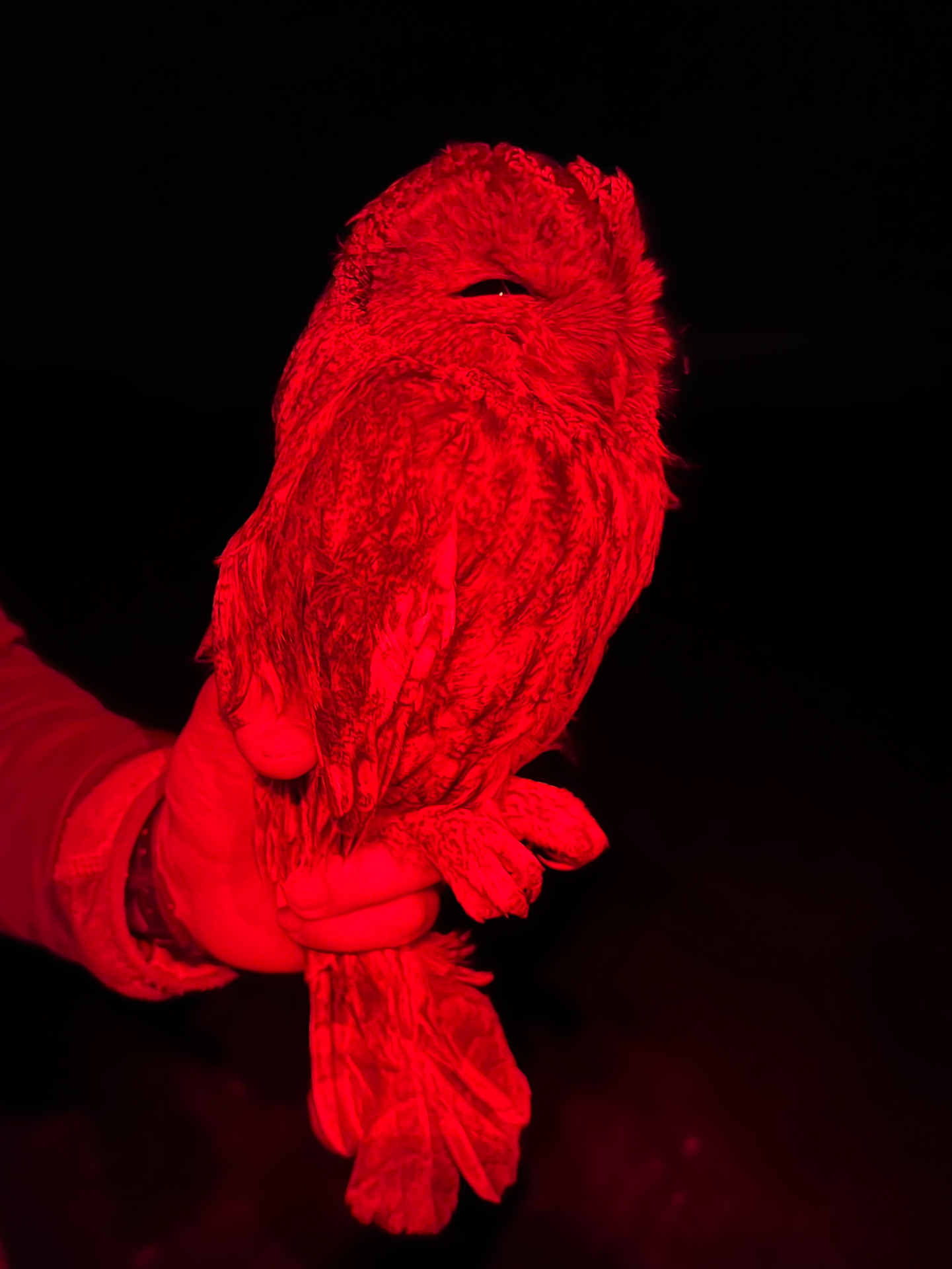 tawny owl held in hand lighted by red light