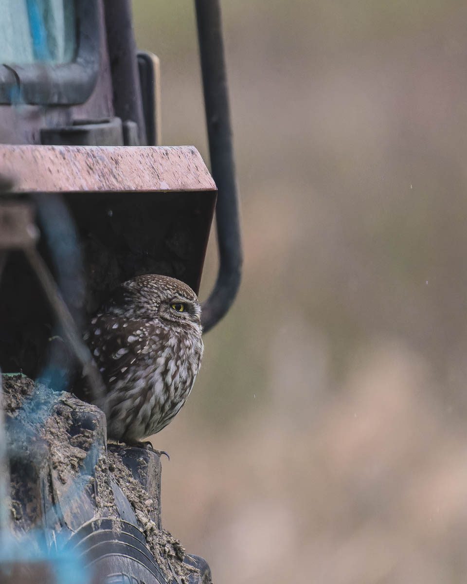 Little owl (Athene noctua) hiding from the rain sitting on a tractor tyre near a fishpond in Northern Banat