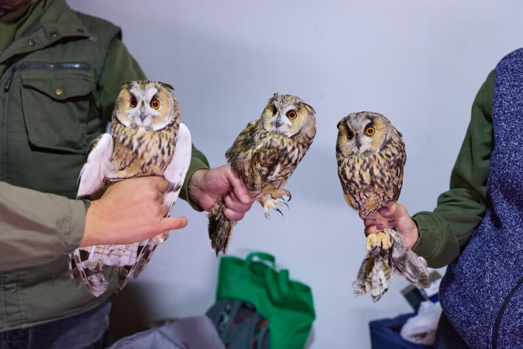 Ringers holding three long-eared owls (Asio otus) during a bird ringing session