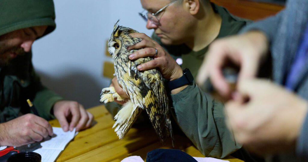 Long-eared owl (Asio otus) watching its ringers writing a draft of a social media post